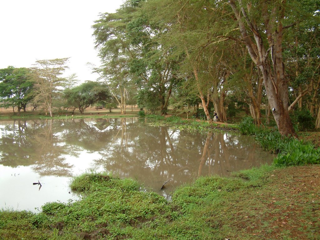 03-The hippo pond.jpg - The hippo pond